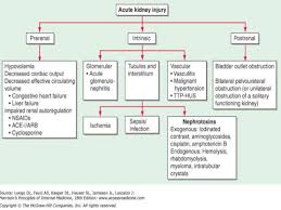 Pathophysiology Of Acute Kidney Injury
