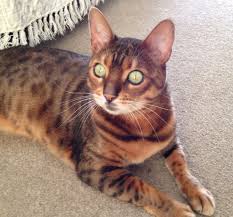 Bengal cats are known for their distinctive leopard print coats, but these actually come in a number of varieties. Do Bengal Kittens Change Color Authentic Bengal Cats