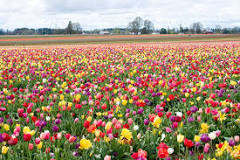 where-is-the-wooden-shoe-tulip-festival-held