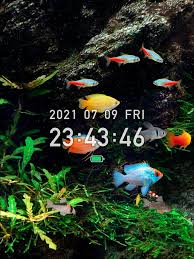 tropical fish tank mini aqua on the