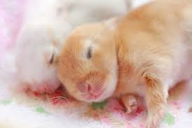Image result for baby animals pictures