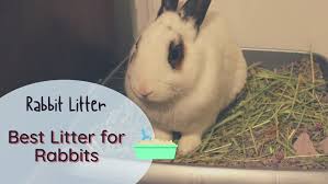 Best Litter For Rabbits 5 Safe