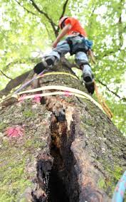 Box 2516 decatur, ga 30031. Atlanta Tree Removal Experts Posts Facebook