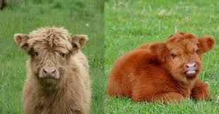 you can have a fluffy miniature cow as