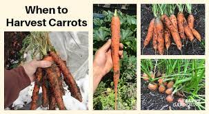 when to harvest carrots for fresh