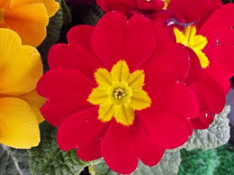 Image result for red flower images