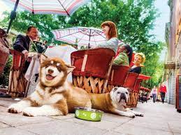 dog friendly experiences in greenville sc