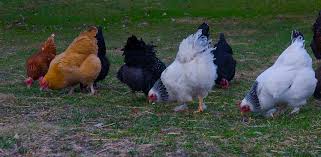 What Are The Best Breeds Of Meat Chickens Hello Homestead