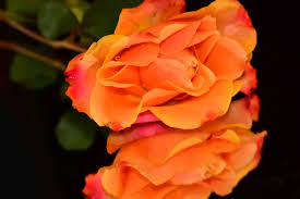 single orange rose stock photos