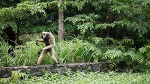 Utara kota lama, tepatnya di jalan nomor taman tawang 1, semarang, telepon: Semarang Zoo Sudah Kembali Dibuka Simak Harga Tiketnya Tribun Travel
