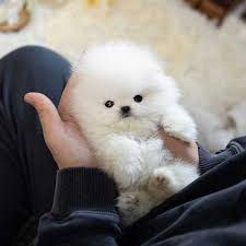 teacup pomeranian size more about