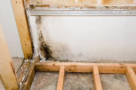 mold removal services in the stuart fl