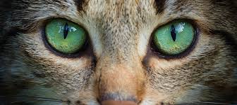 8 most common cat eye colors facts