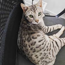Factors contributing to bengal full grown sizes and weights. Pictures And Facts About Bengal Cats And Kittens