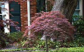 Did you scroll all this way to get facts about japanese maple dwarf? Japanese Maple Lee Ann Torrans Gardening