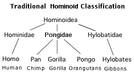 Biological Classification Taxonomy