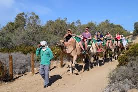 Camel racing is legal in the usa, i have included a link of one such event. Camel Ride In Gran Canaria Maspalomas Dunes 2021