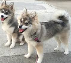 Pomsky Easy To Follow Guide Recommendations From Experts