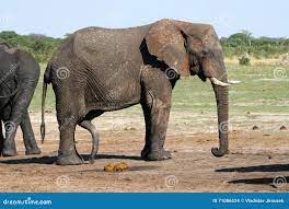 Elefante De Bull Con Una Erección Del Pene, Parque Nacional De Hwange,  Zimbabwe Foto de archivo - Imagen de zimbabue, viejo: 71006524