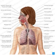 sistema respiratorio anatomía y