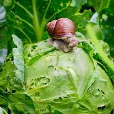 control snails and slugs naturally