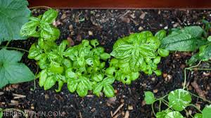 what is eating my basil 2023 list