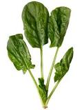 What are the three types of spinach?