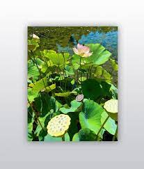 California Lotus Garden In Bloom