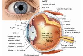 Eye Anatomy - academy of eye care