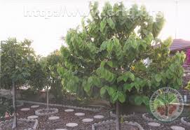 Cherimoya Tree In Front Yard California Rare Fruit Growers