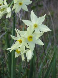 Narcissus tazetta Calflora