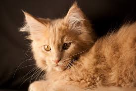 Maine coon cats are moderately active. Orange Maine Coon Cat Breed Info Pictures Temperament Traits Excitedcats