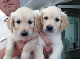 Golden retriever puppies for sale and dogs for adoption in wisconsin, wi. Golden Retriever Puppies For Adoption For Free Petsidi