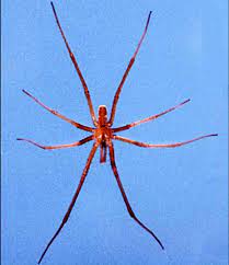 brown recluse spider loxosceles