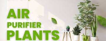 Air Purifier Plants In India Improve