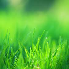 2048x2048 Green Grass Field Ipad Air HD ...