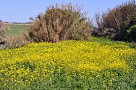 maltese nature yellow countryside carpet