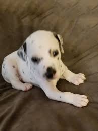 Don the dalmatian puppy from india at about 3 months old—don loves to run in my canals and also likes to play with a ball. Akc Registered Dalmatians Purebred Dalmatian Puppies For Sale Dorothy S Perfect Pets