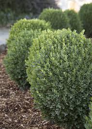 evergreen shrubs for landscaping a