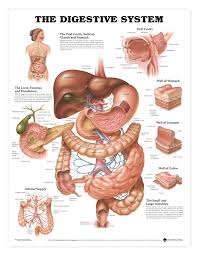 The Digestive System Anatomical Chart Poster Laminated