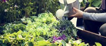 grow a vegetable garden in dubai
