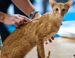 Many large cat breeds are cuddly companions for every member of the family. The Oriental