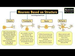 neuron based on structure unipolar