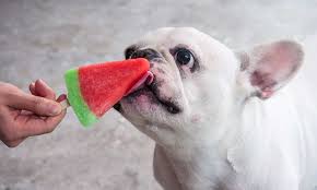 Would you like some strawberries or some grapes? Can Dogs Eat Ice Cream Is Ice Cream Bad For Dogs Doghelpful