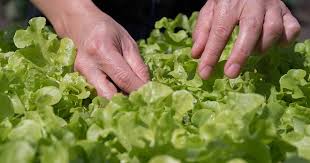 how and when to harvest leaf lettuce