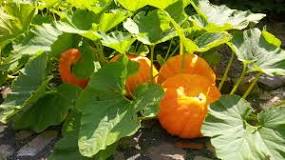 How do you protect a pumpkin plant?