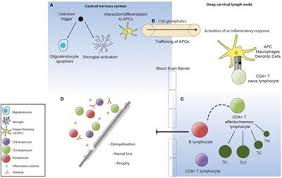 Frontiers Regenerating Immunotolerance In Multiple