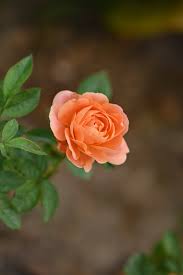 close up of orange rose free stock photo