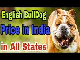 english bulldog in india in all
