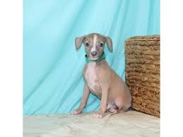 Find greyhound puppies and breeders in your area and helpful greyhound information. Italian Greyhound Puppies Petland Pensacola